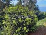 pp172808: Land for sale in Funchal