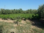GU332 Pago de Zalema Farm: Olive Farms & Vineyards for sale in Baza