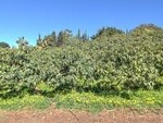 MCP622 Benarajafe Fruit Farm: Farms-Fincas for sale in Benamargosa