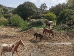 CART2 Vejer Equestrian: Equestrian Properties for sale in Vejer de la Frontera
