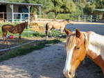 CART2 Vejer Equestrian: Equestrian Properties for sale in Vejer de la Frontera