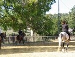 CAEQ32 Finca el Alamo: Equestrian Properties for sale in Jerez de la Frontera