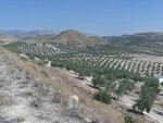 JU270 Finca Peal de Becero: Olive Farms & Vineyards for sale in Ciudad Quesada