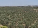 GU283 Loja Olive Farm: Olive Farms & Vineyards for sale in Loja