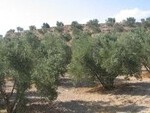 GU291 Finca Cullar: Olive Farms & Vineyards for sale in Granada