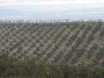 GU263 Finca La Mahala: Olive Farms & Vineyards for sale in Granada