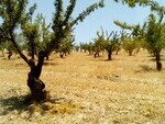 GU263 Finca La Mahala: Olive Farms & Vineyards for sale in Granada