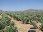 JU272 Finca 70,000 olives: Olive Farms & Vineyards for sale in Ubeda