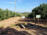 JU272 Finca 70,000 olives: Olive Farms & Vineyards for sale in Ubeda
