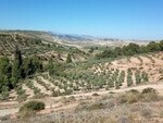 JU275 Fontanar Olive Farm: Olive Farms & Vineyards for sale in Pozo Alcon