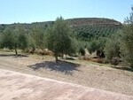 JU275 Fontanar Olive Farm: Olive Farms & Vineyards for sale in Pozo Alcon