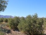 GCP72 Caniles Olive Farm: Olive Farms & Vineyards for sale in Baza