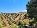 MU508 El Burgo Olive Farm: Olive Farms & Vineyards for sale in Casarabonela