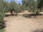 JU277 Pozo Alcon Olive Farm: Olive Farms & Vineyards for sale in Pozo Alcon