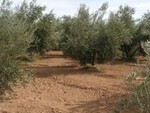 GCP81 Cortijo Zalema: Olive Farms & Vineyards for sale in Baza